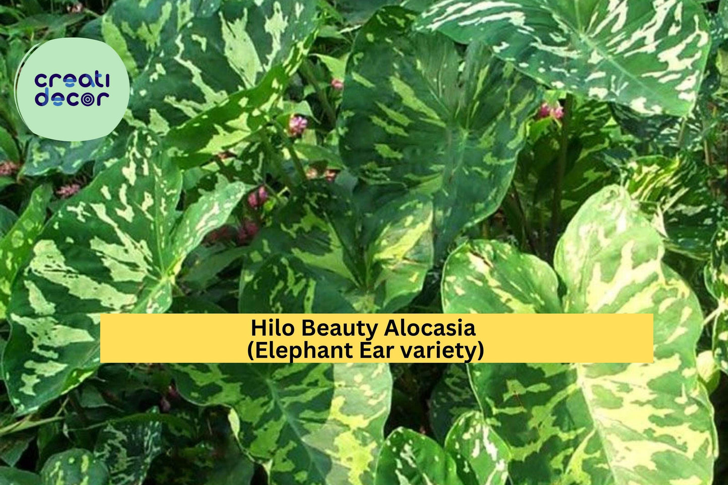 Live Rooted Hilo Beauty Alocasia Plant – Variegated Elephant Ear, Tropical Houseplant, Indoor or Patio, Alocasia macrorrhizos