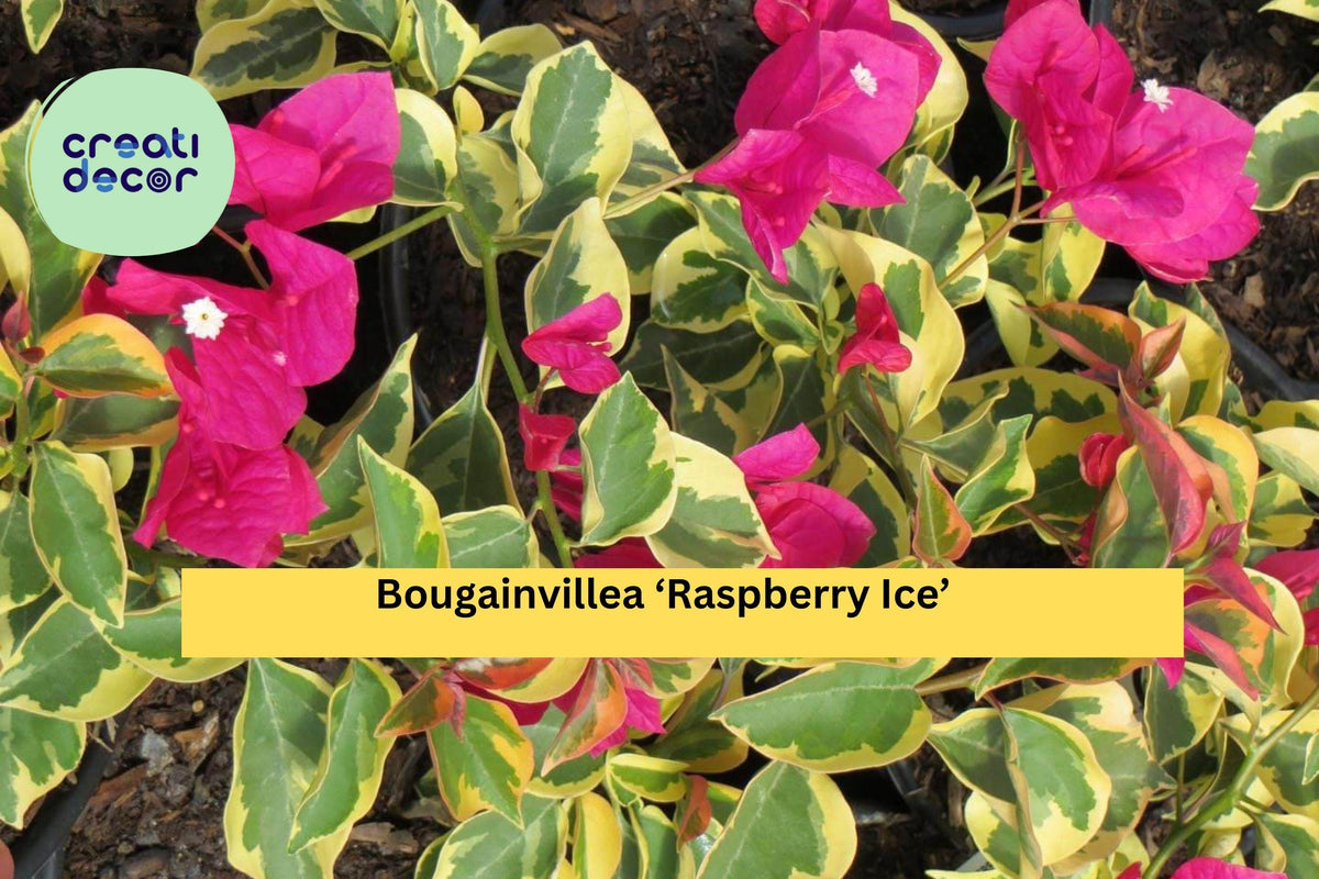 Bougainvillea ‘Raspberry Ice’ Live Plant – Rooted 3-Inch Variegated Foliage with Pink Bracts, Tropical Flowering Vine for Garden or Patio
