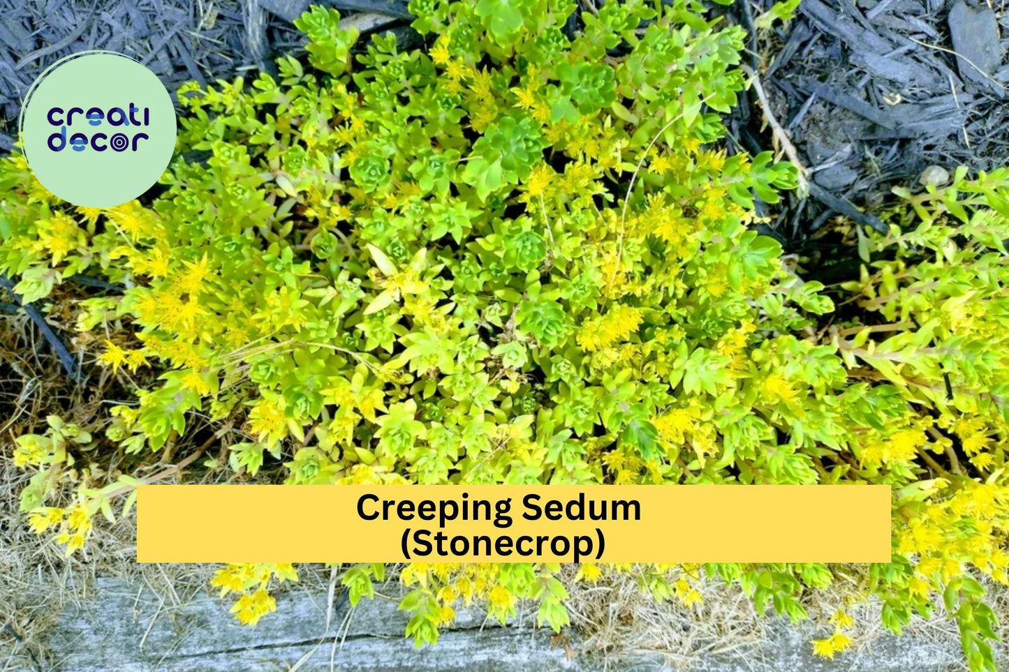 Creeping Sedum Groundcover – 25 Live Cuttings, Drought-Tolerant Perennial Stonecrop, Low-Maintenance, for Borders, Rock Gardens & Pots