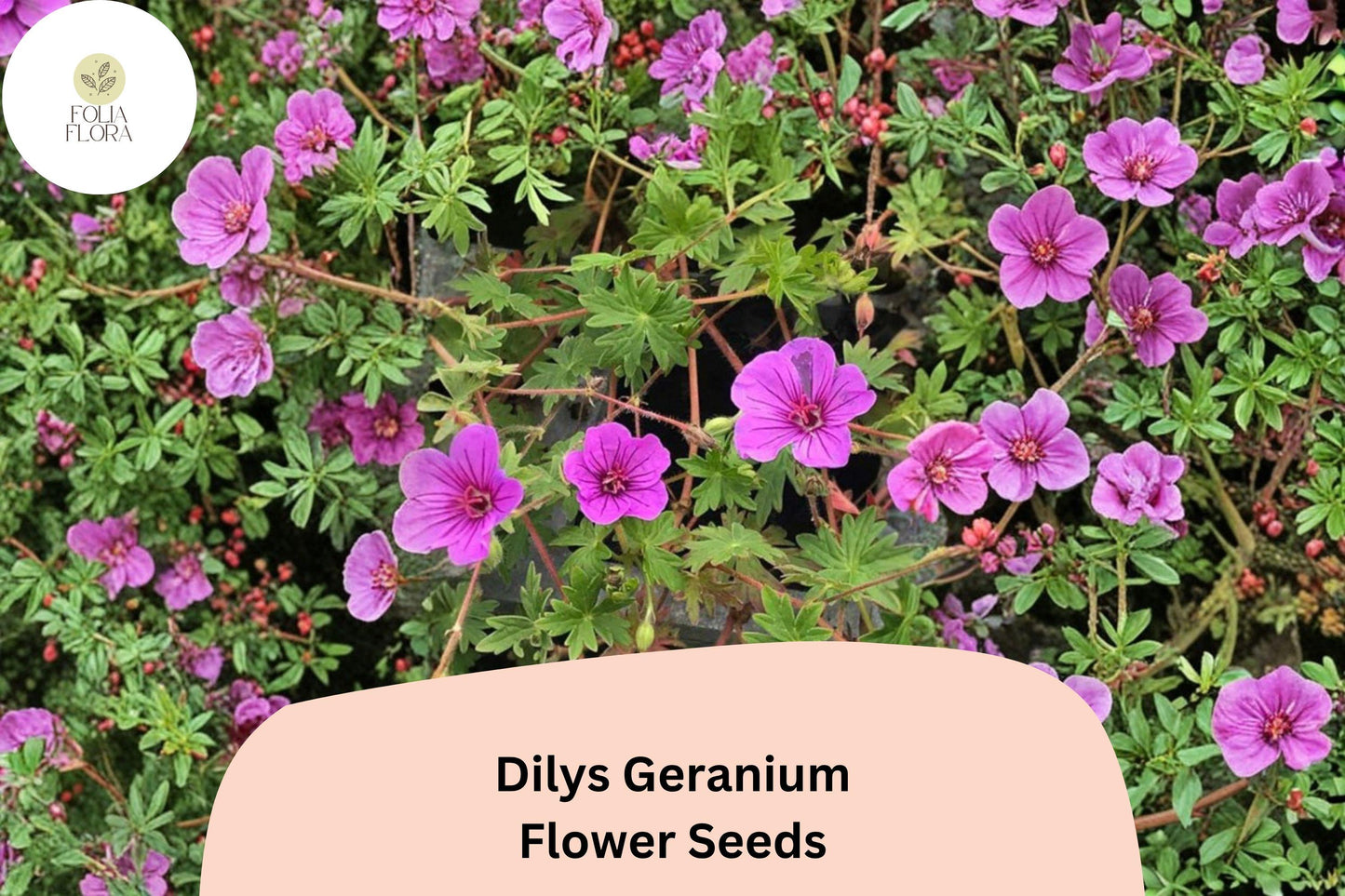 25+ Dilys Geranium Seeds | Purple Hardy Cranesbill | Long-Blooming Perennial Ground Cover | Geranium ‘Dilys’
