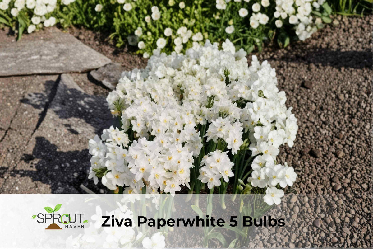 Ziva Paperwhite Bulbs – Fragrant White Narcissus, Indoor/Outdoor, 5 Bulbs, Narcissus papyraceus ‘Ziva’