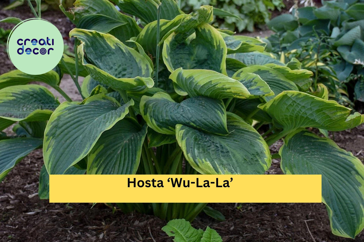 Hosta ‘Wu-La-La’ – Live Perennial in 5.25” Pot with Blue-Green Foliage and Chartreuse Edges, Shade-Loving Proven Winners Plant