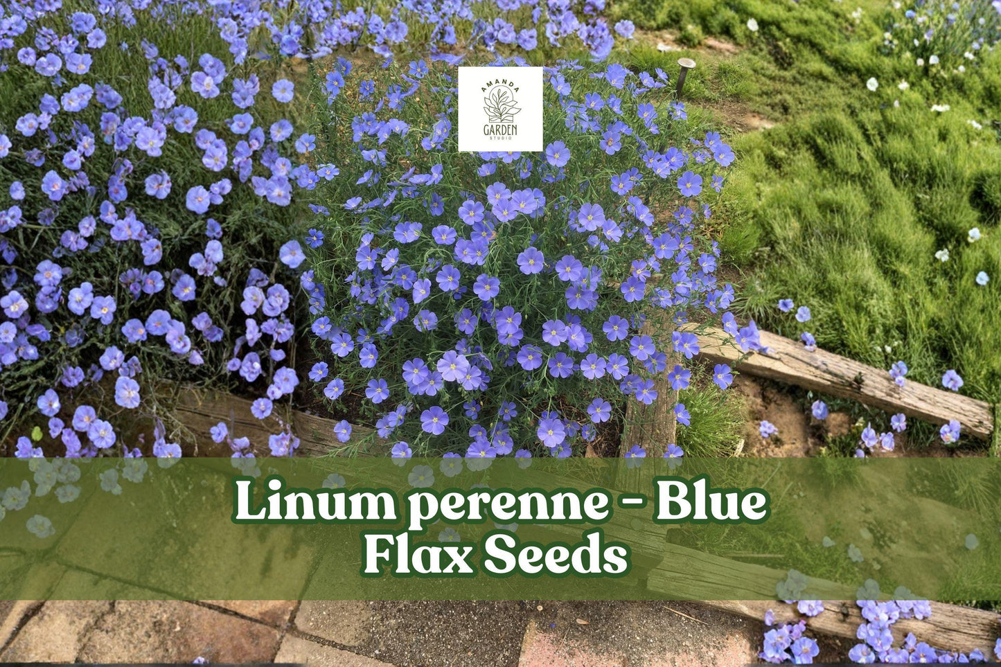 Blue Flax Seeds | 1000 Perennial Wildflower Seeds | Linum perenne | Drought-Tolerant, Pollinator-Friendly, Full Sun