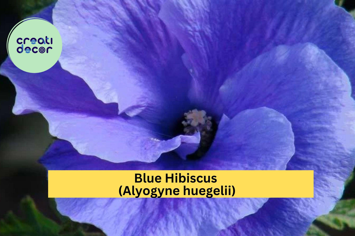 Blue Hibiscus Live Starter Plant – Alyogyne huegelii Evergreen Shrub with Violet-Blue Flowers for Gardens & Containers