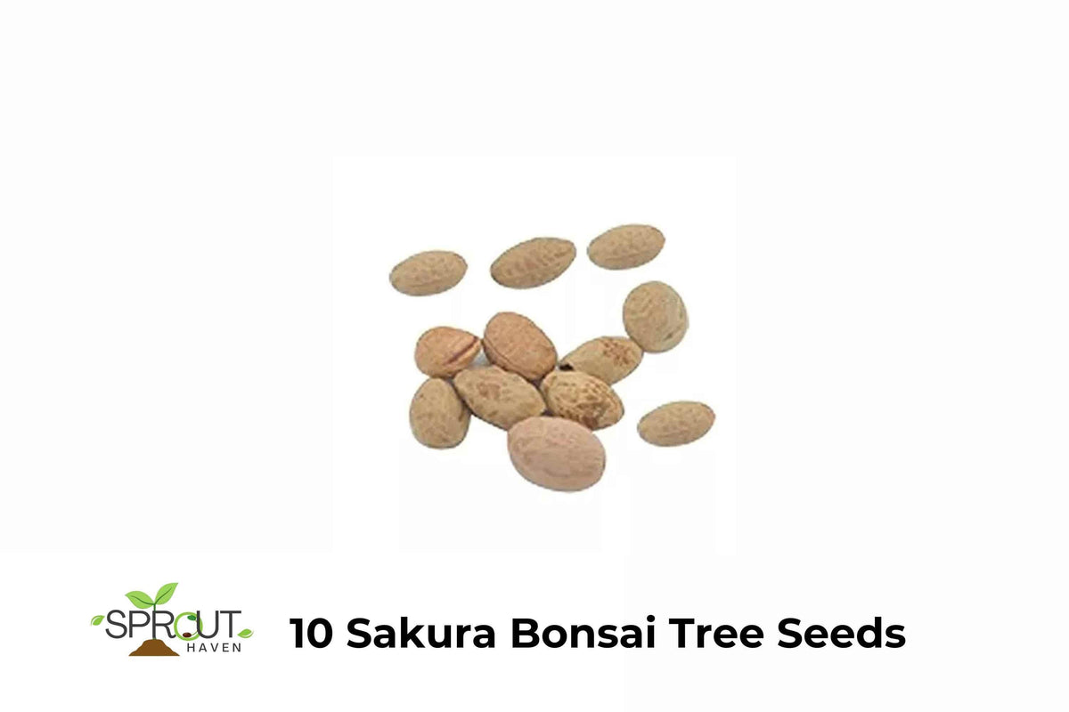 Sakura Bonsai Tree Seeds | Prunus serrulata | Japanese Cherry Blossom | Ornamental Flowering Tree Seeds