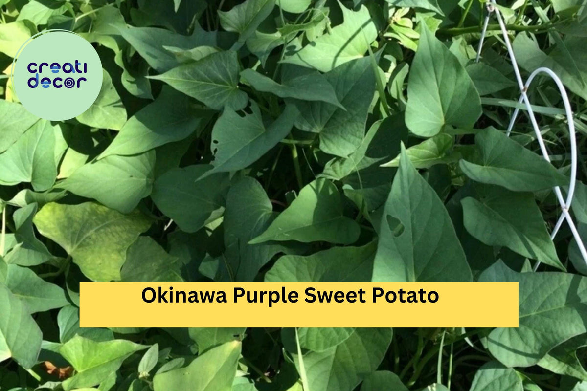 Okinawa Purple Sweet Potato Slips 10 Pack – Ipomoea batatas Heirloom Variety for Garden or Container Planting