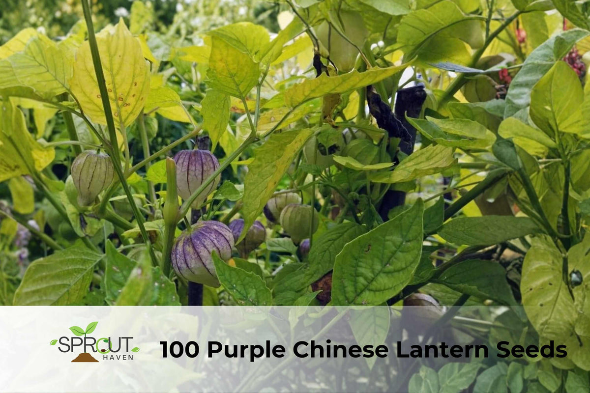 100 Purple Chinese Lantern Seeds | Abutilon × hybridum Ornamental Shrub with Lantern-Shaped Purple Blooms