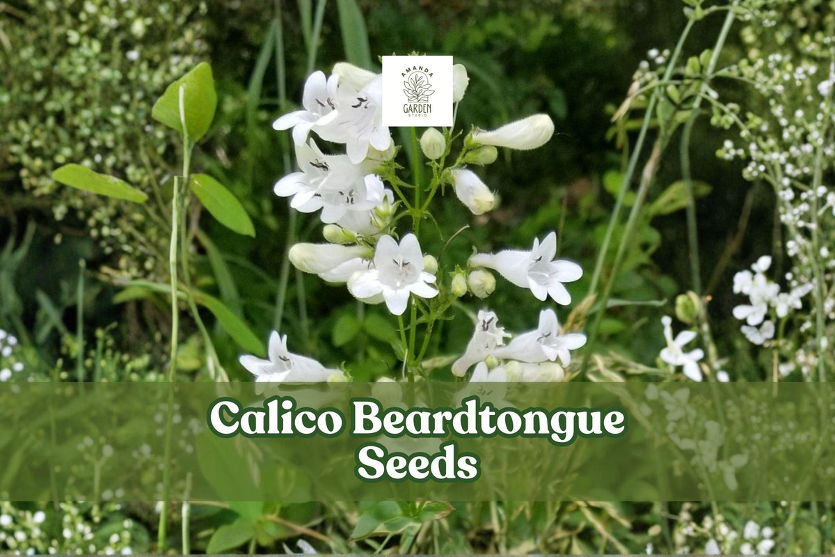 Calico Beardtongue Seeds – Native Perennial Wildflower, Pollinator-Friendly, Penstemon calycosus, 50 Seeds