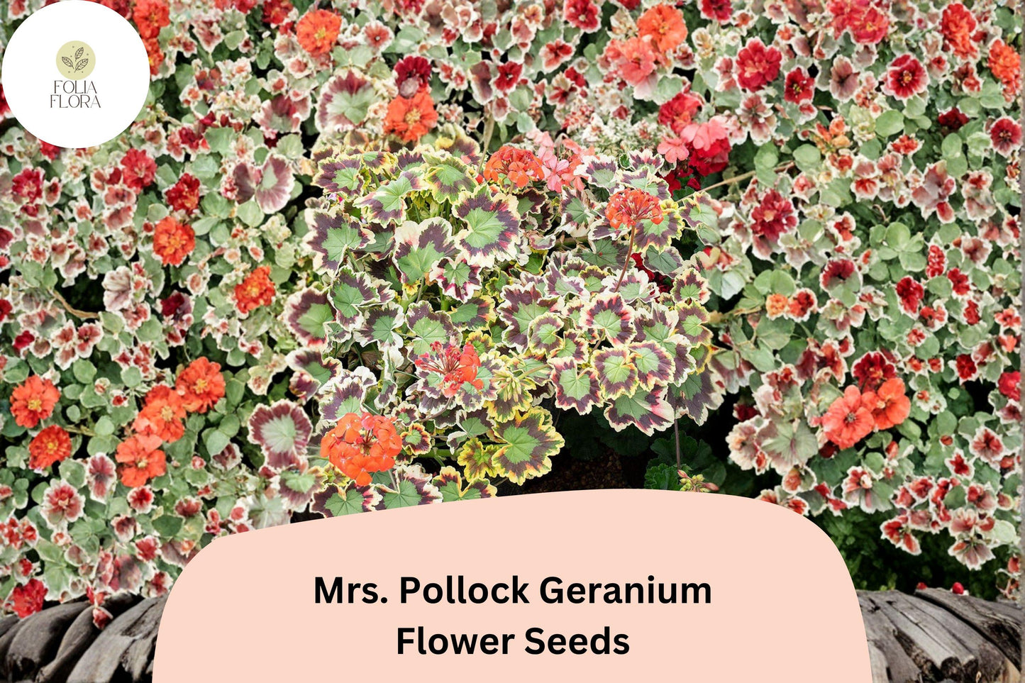 Mrs. Pollock Geranium Seeds | Pelargonium hortorum | Variegated Foliage & Red Blooms | Container & Garden Plant