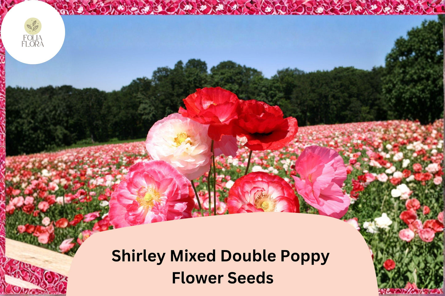 Shirley Double Poppy Seeds – Mixed Colors, Easy Grow Wildflower, Papaver rhoeas, Annual Flower for Garden, Borders & Meadow
