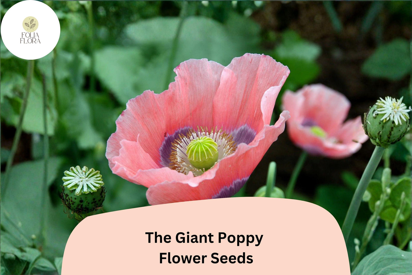 Giant Poppy Seeds, Wildflower, Large Vibrant Blooms, Papaver somniferum, Easy to Grow, Bee & Butterfly Attractant, 200+ Seeds