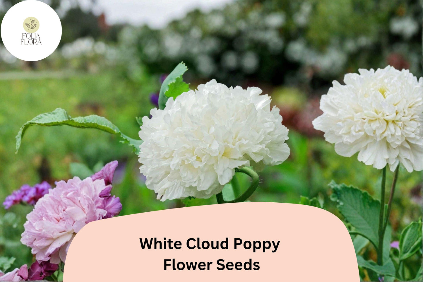 White Cloud Poppy Seeds – Pure White Blooms, Wildflower, Papaver somniferum, Easy-Grow Annual, Bee & Butterfly Attractant