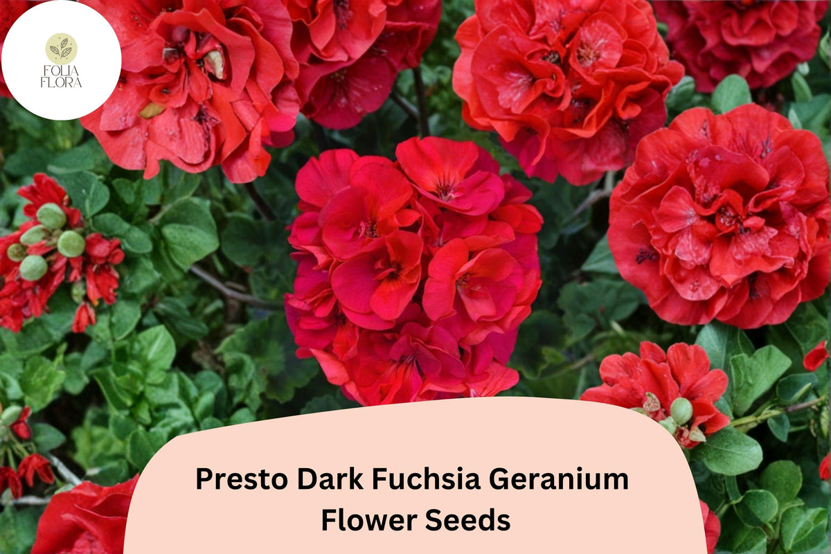 25+ Presto Dark Fuchsia Geranium Seeds – Perennial Flower, Full Sun, Well-Drained Soil, Attracts Pollinators, Geranium spp.