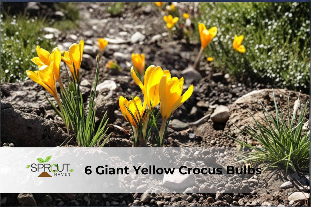 Giant Yellow Crocus Bulbs | Crocus vernus | Early Spring Perennial Flowers for Sunny Gardens
