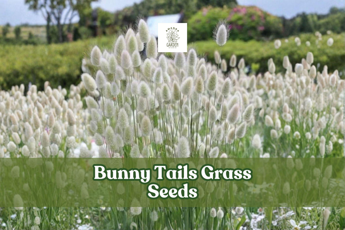 Bunny Tails Grass Seeds | Lagurus Ovatus Ornamental Dwarf Grass for Gardens & Dried Arrangements, 30 Seeds