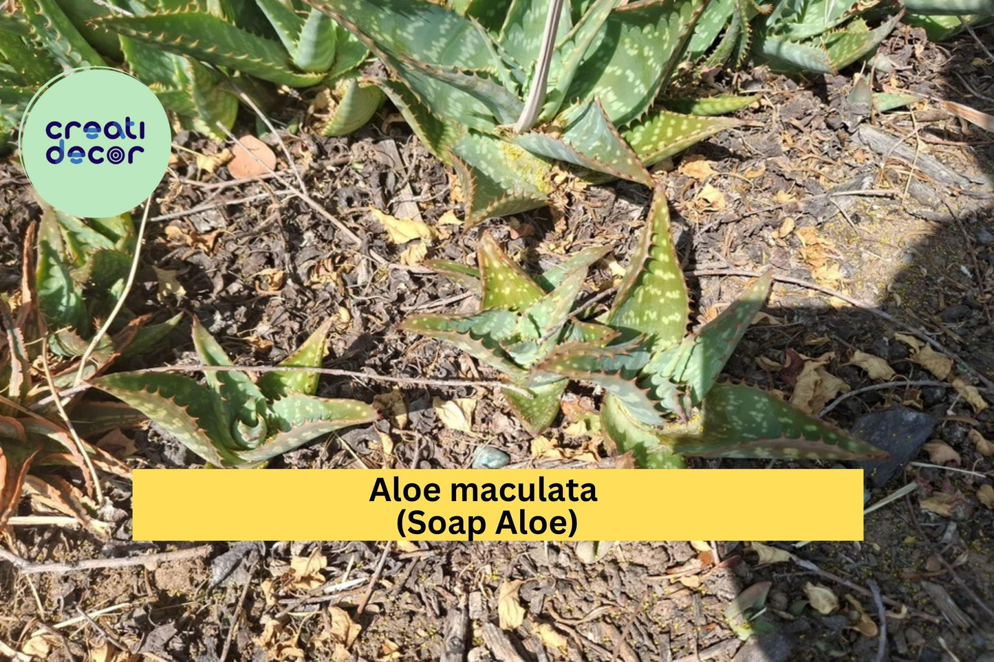 Aloe maculata Live Plants – 2 Rooted Soap Aloe Succulents with Spotted Leaves, Drought-Tolerant Cactus for Garden or Pots