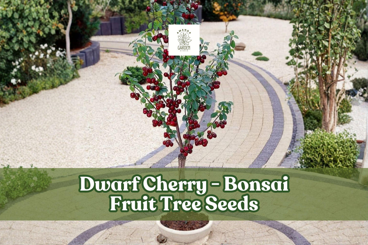 25 Dwarf Cherry Tree Seeds Prunus avium Bonsai Fruit Tree for Container & Small Garden