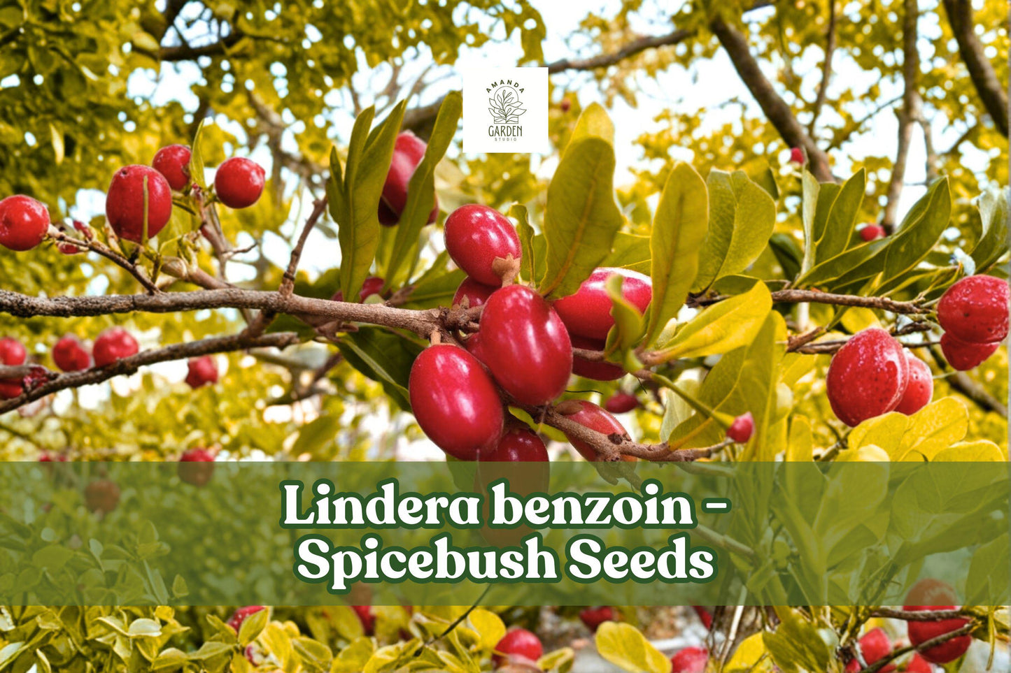 Spicebush Seeds Lindera benzoin Native Shrub for Wildlife Gardens, Fragrant, Deciduous, 10 Seeds