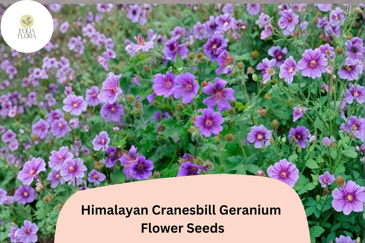 Himalayan Cranesbill Geranium Seeds – Purple Perennial Flower, Easy to Grow, Hardy Garden Plant, Geranium himalayense, 25+ Seeds