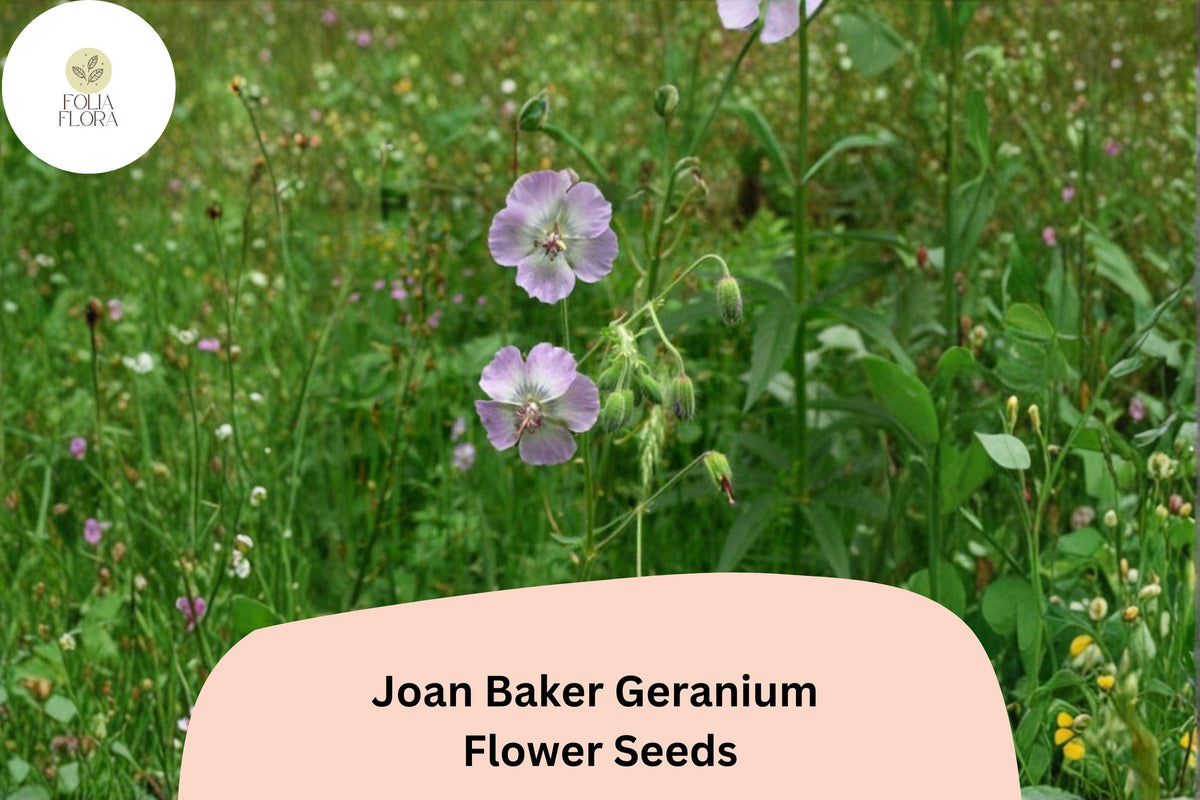 Joan Baker Geranium Seeds – Soft Pink Perennial Flowers – Geranium x cantabrigiense – Pollinator Friendly, Hardy, Easy to Grow