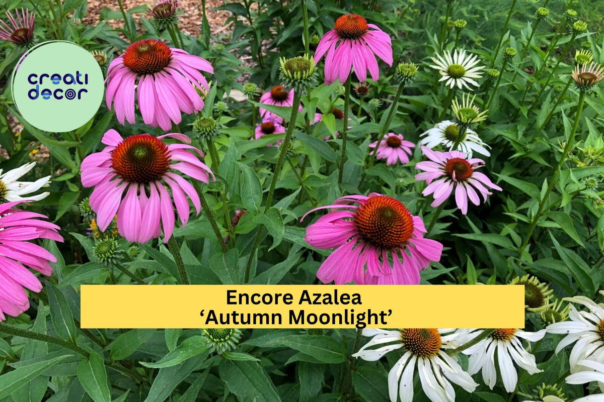 Purple Coneflower Plants – 8 Live Echinacea purpurea Perennials for Pollinator Gardens, Drought-Tolerant, Full Sun, Hardy Zone 3-9