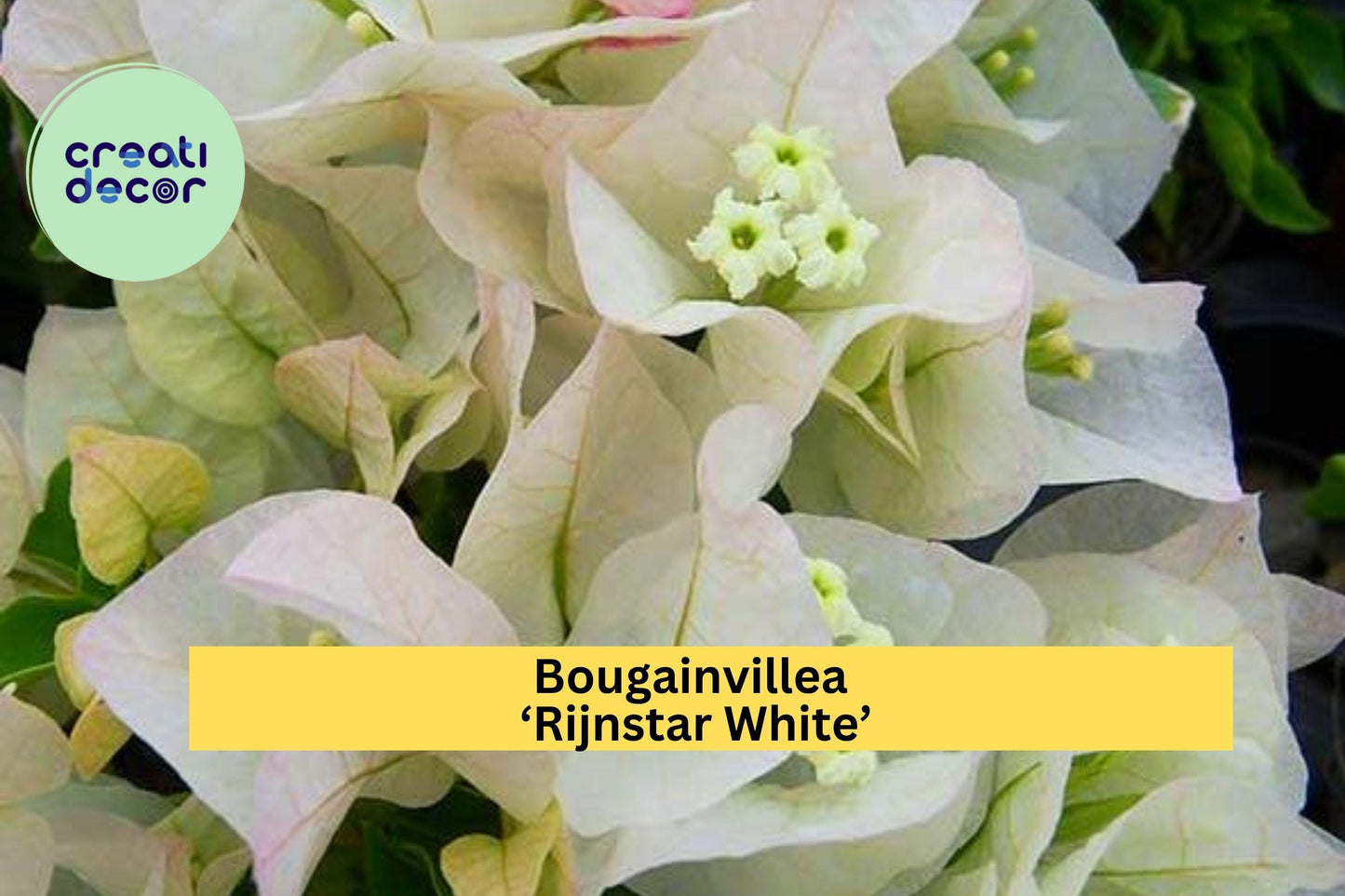 Bougainvillea ‘Rijnstar White’ Live Starter Plug Plant – Tropical White Flower Vine for Gardens, Fences, Trellises, Zones 9–11