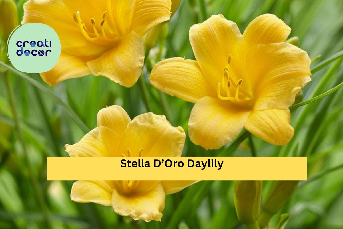 30 Bare Root Stella D’Oro Daylilies – Yellow Perennial Flowers, Reblooms All Summer, Hardy Low-Maintenance Garden Border Plants