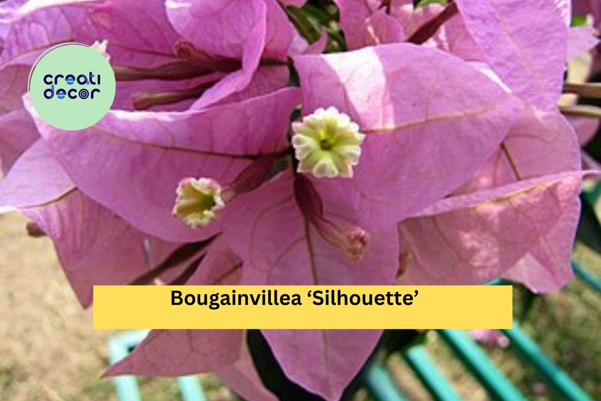Bougainvillea ‘Silhouette’ Live Starter Plant – Pink-Purple Bracts, Tropical Climbing Vine, Bougainvillea glabra Hybrid for Garden & Patio