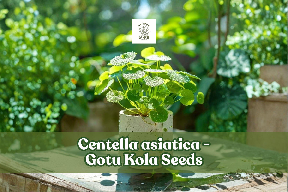 Gotu Kola Seeds | Centella asiatica | Pennywort Herb Groundcover | Tropical Plant Seeds for Herb Gardens & Containers