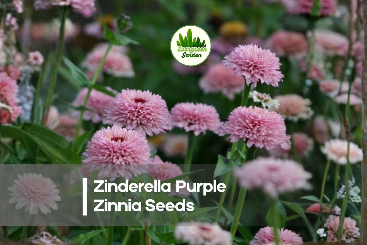 Zinnia Seeds 100+ Zinderella Purple Double Blooms for Garden, Cut Flowers, Pollinator Attractant Zinnia elegans