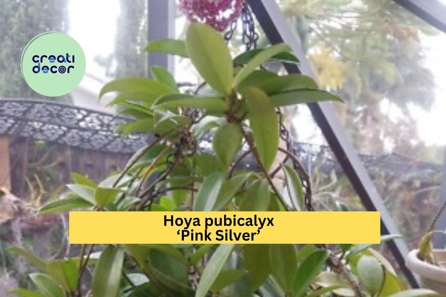 Hoya pubicalyx Pink Silver Live Rooted Starter Plant – Trailing Houseplant with Variegated Foliage & Fragrant Pink Blooms