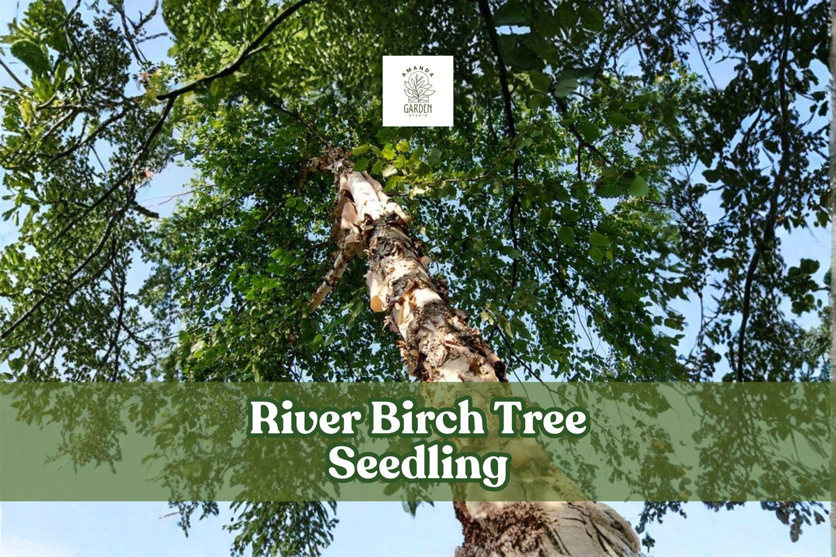 River Birch Tree Seedling – 1-Year-Old Betula nigra for Landscaping, Shade & Ornamental Growth