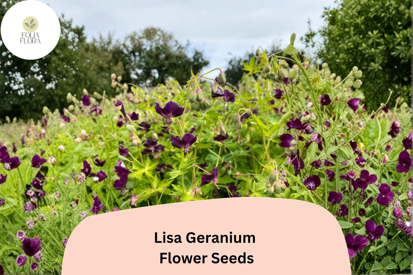 25+ Lisa Geranium Seeds – Purple Flowers, Hardy Perennial, Pollinator Friendly, Geranium 'Lisa' for Garden Beds & Containers