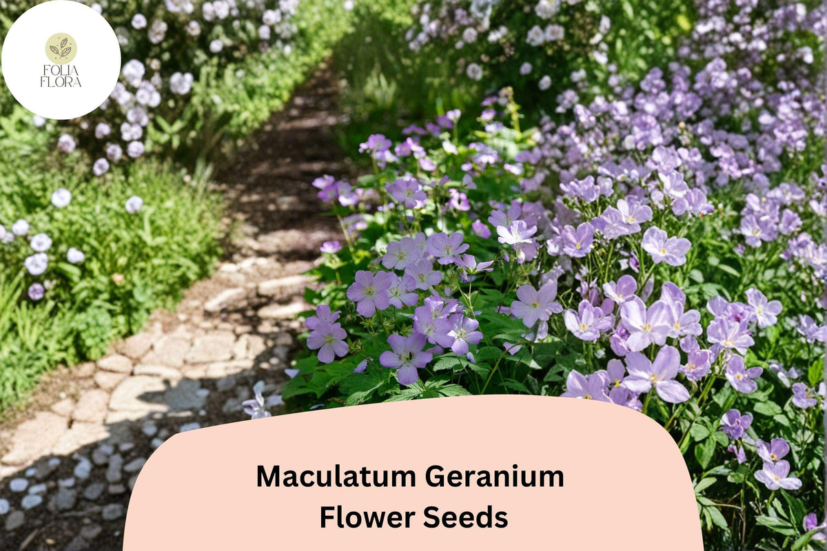 25+ Geranium maculatum Seeds, Purple Flowers, Hardy Perennial for Garden Beds & Borders