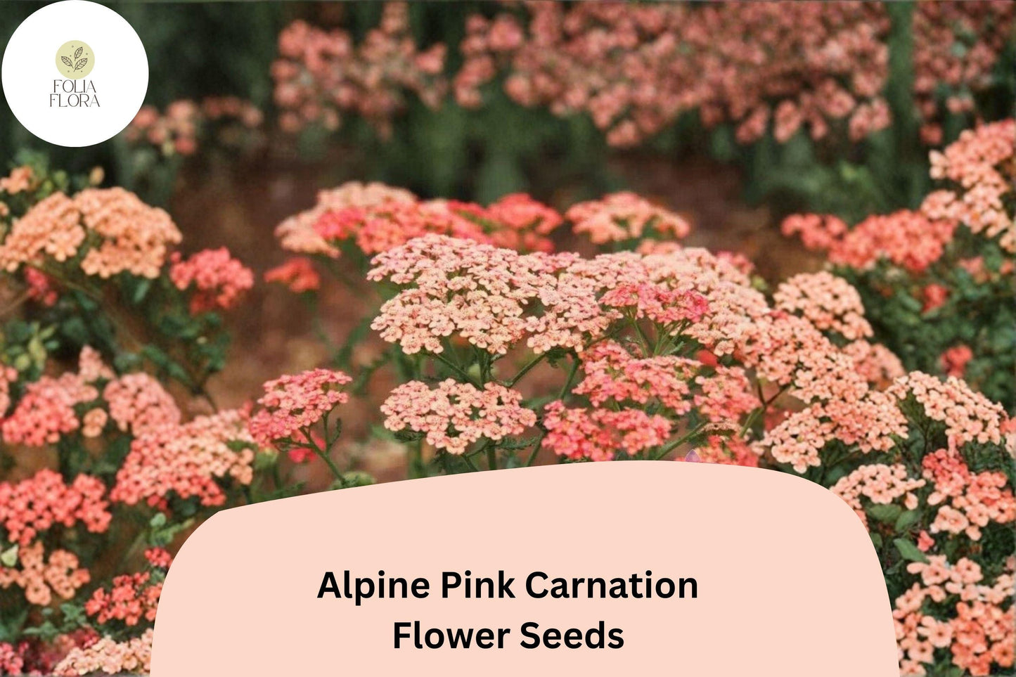 Apricot Delight Carnation Seeds | Dianthus caryophyllus | Fragrant Apricot Blooms for Borders & Cut Flowers | 200+ Seeds
