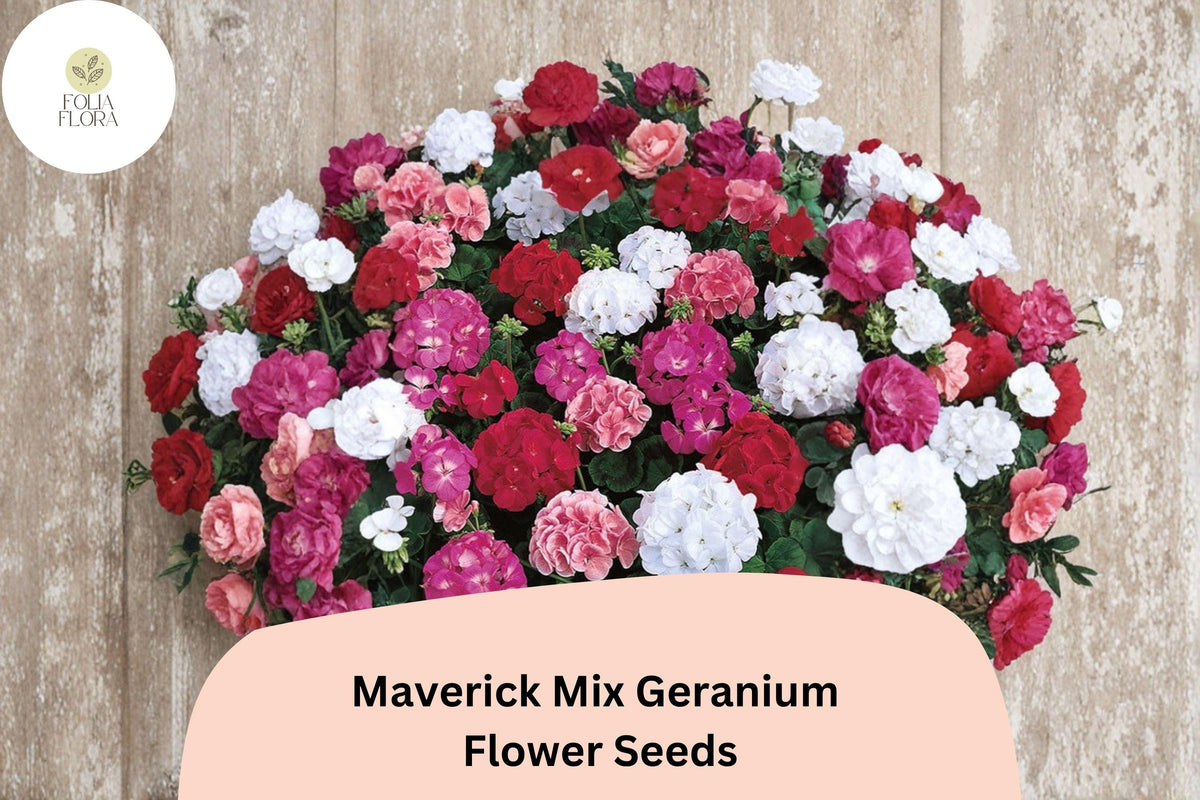 25+ Maverick Mix Geranium Seeds – Pink, White, Red Flowers, Hardy Perennial, Pollinator Friendly, Geranium 'Maverick Mix'