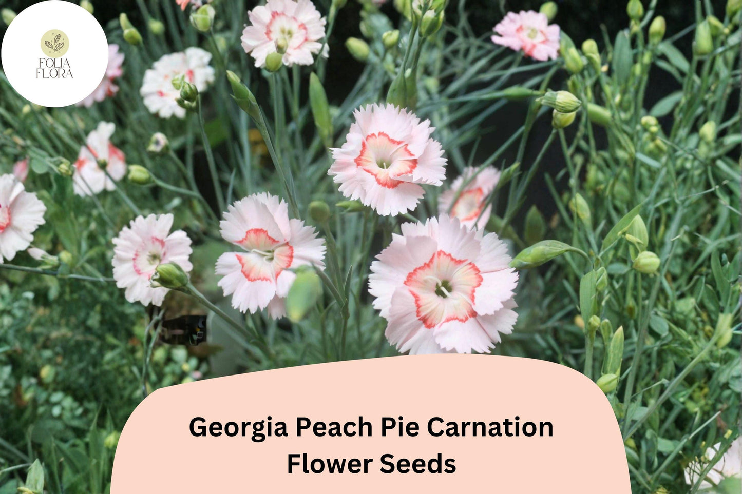 Georgia Peach Pie Carnation Seeds – Peach-Pink Fragrant Hardy Perennial Dianthus caryophyllus, 200+ Seeds