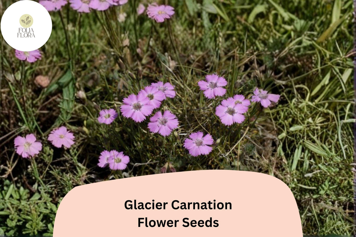 200+ Glacier Carnation Seeds – Fragrant Purple Dianthus caryophyllus Perennial Flowers for Garden Beds & Containers