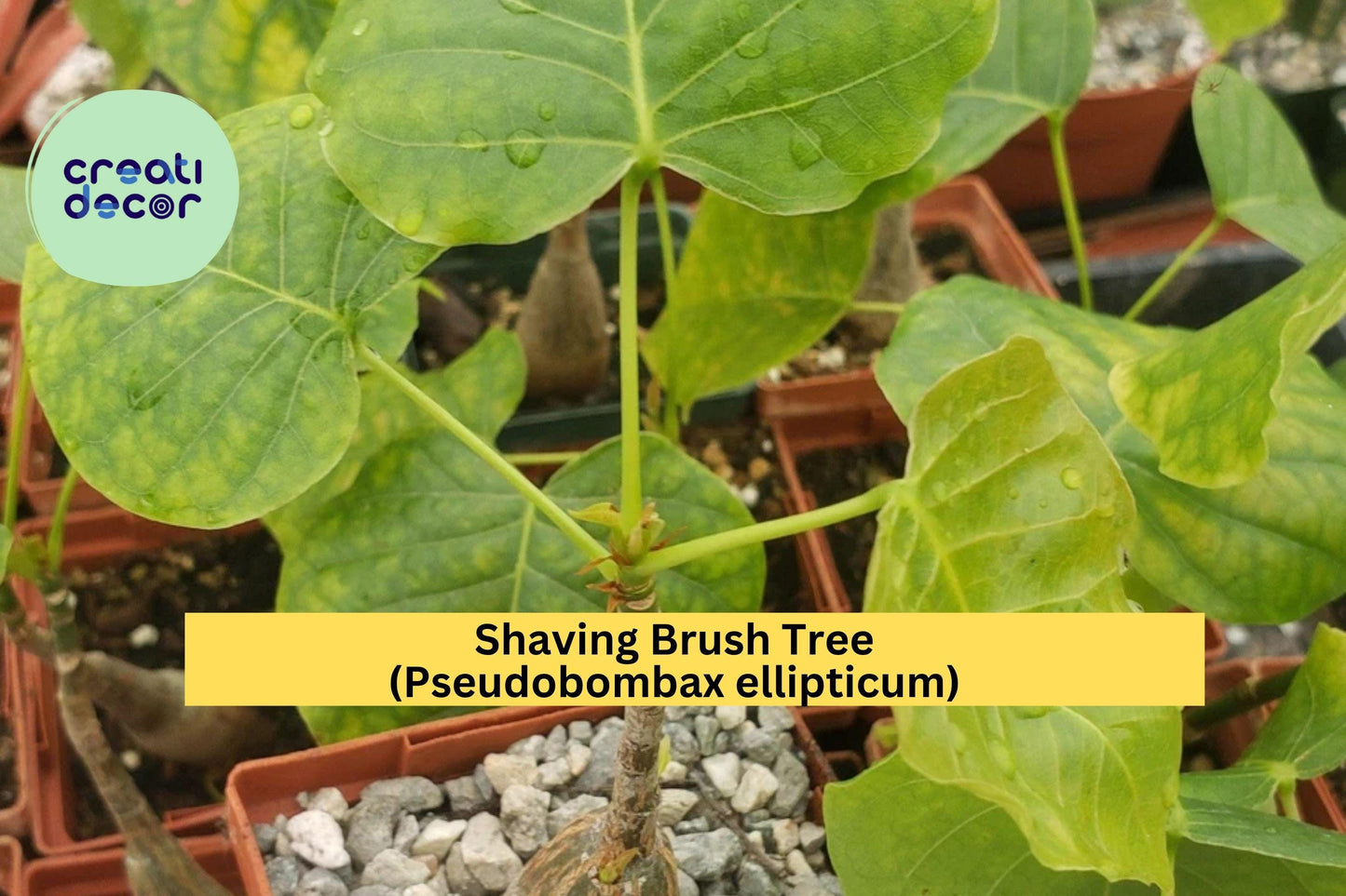 Live Pseudobombax ellipticum Shaving Brush Tree in 4" Pot – Tropical Caudex Tree with Pink Flowers, Ornamental Succulent Form