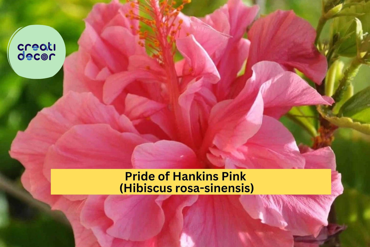 Live Pride of Hankins Pink Hibiscus Plant | Rooted Tropical Flowering Shrub with Red-Pink Triple Blooms | Hibiscus rosa-sinensis for Garden, Patio, or Container