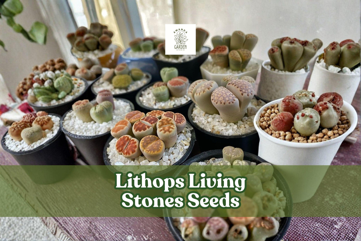 Lithops Seeds | 25 Mixed Rare Succulent Varieties | Living Stones, Pebble Plant, Lithops spp.