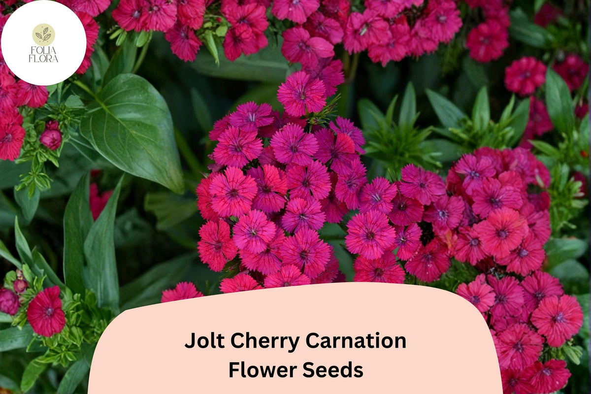 200+ Jolt Cherry Carnation Seeds | Soft Pink Double Blooms, Fragrant Hardy Perennial Dianthus caryophyllus