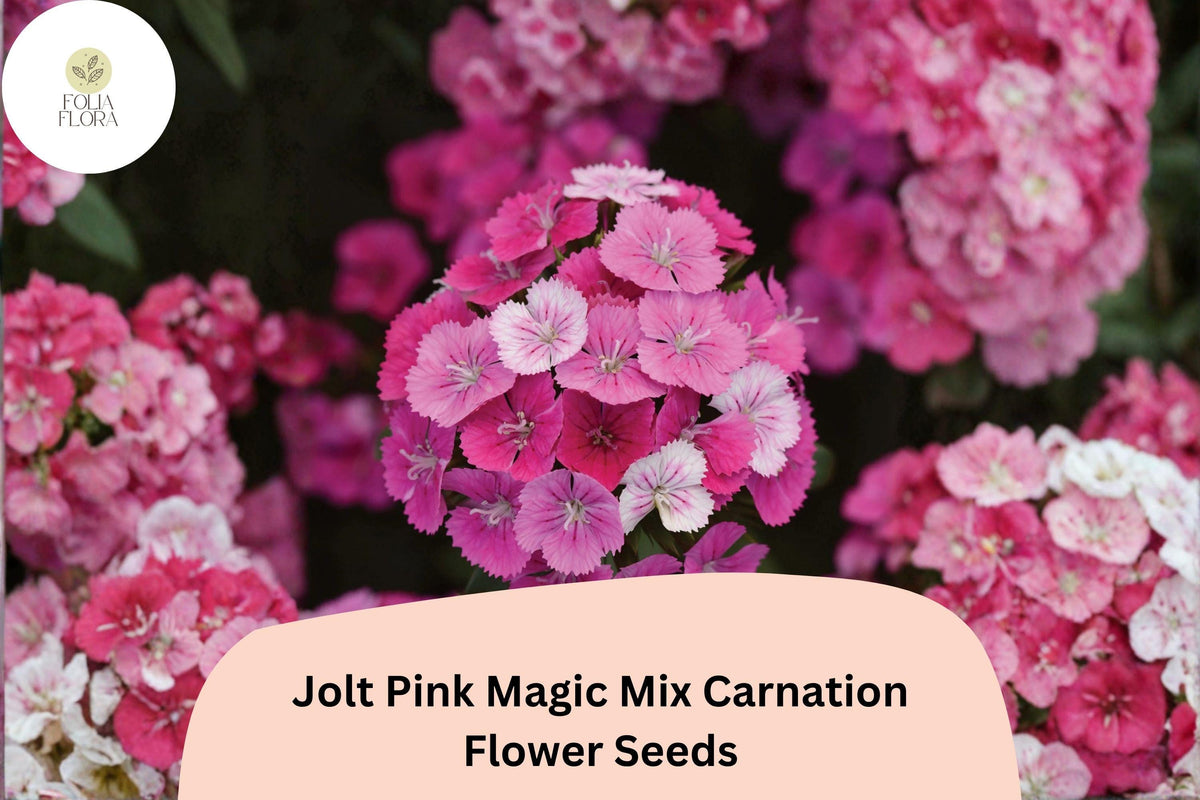200+ Jolt Pink Magic Mix Carnation Seeds | Fragrant Pink Double Blooms | Hardy Perennial Dianthus caryophyllus for Borders & Containers