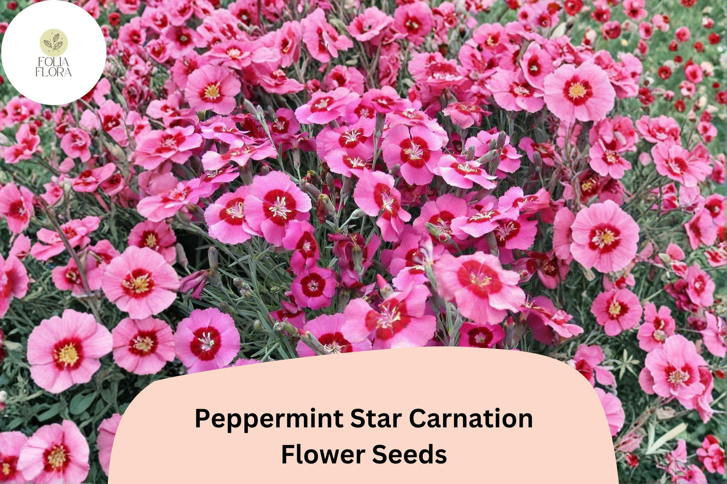 Peppermint Star Carnation Seeds | Pink & Red Dianthus caryophyllus for Garden, Borders, Containers