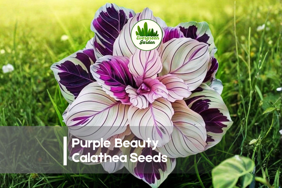 Purple Beauty Calathea Seeds – Tropical Foliage Plant, Indoor Houseplant, Calathea roseopicta, Purple and Green, 25+ Seeds