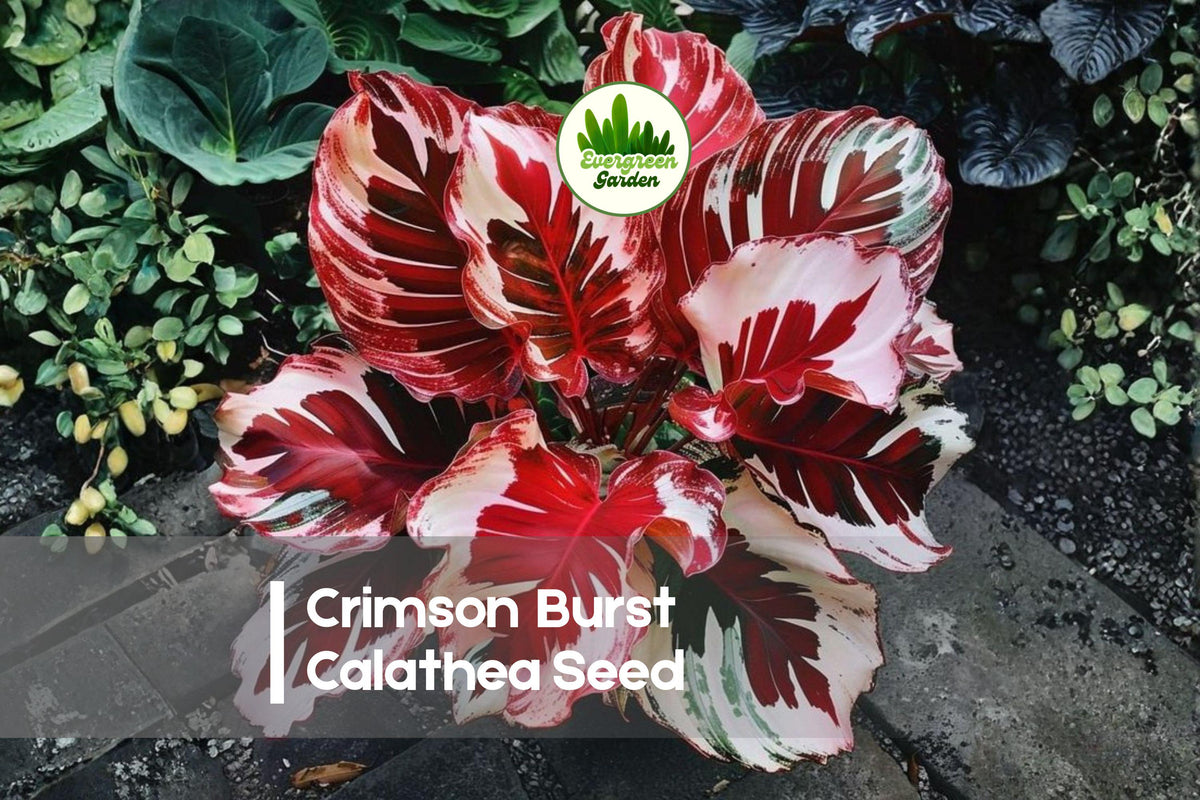 Crimson Burst Calathea Seeds – Tropical Foliage Plant with Deep Red and Green Leaves, Calathea roseopicta, Indoor Garden, Shade Plant