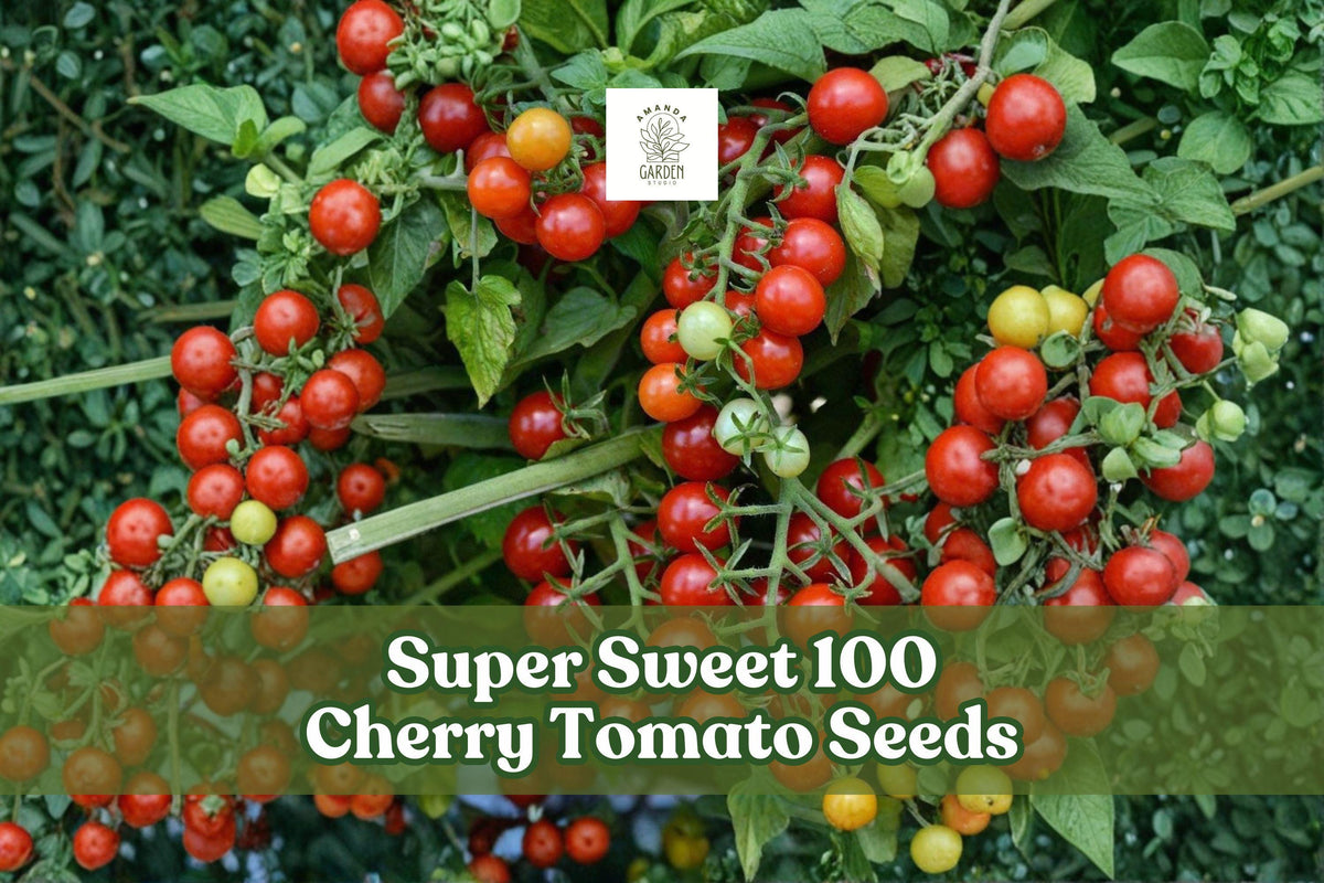 Super Sweet 100 Cherry Tomato Seeds | Solanum lycopersicum | Easy Grow, Prolific, Sweet Fruit, 100+ Seeds