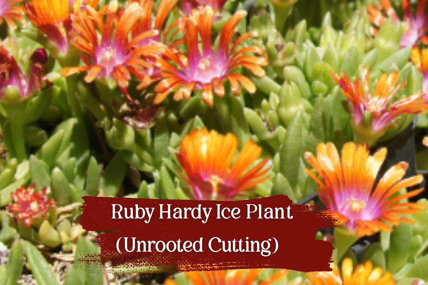 Unrooted Ruby Ice Plant Cuttings | Drought Tolerant Ground Cover | Delosperma cooperi | Bright Ruby-Pink Blooms