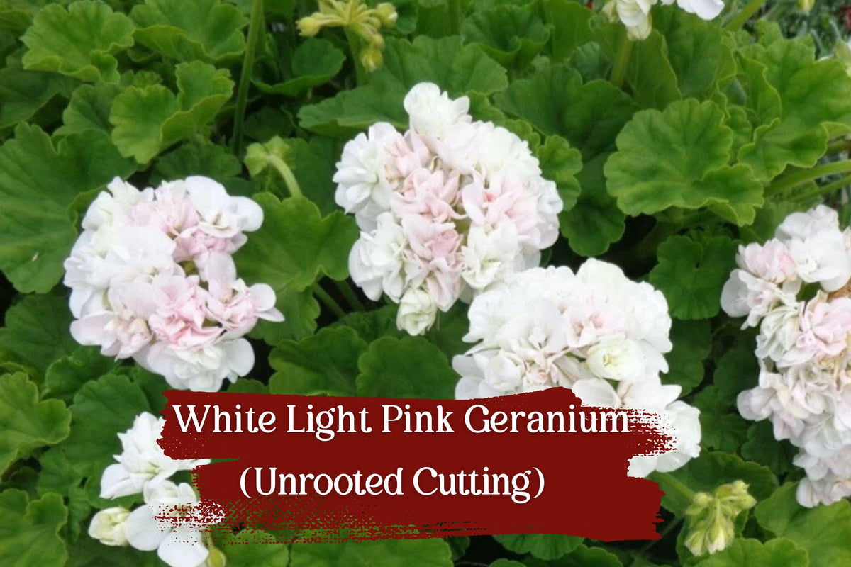 White and Light Pink Geranium Cuttings – Pelargonium spp. – Fragrant Double Blooms, Drought Tolerant, Container & Garden Plants