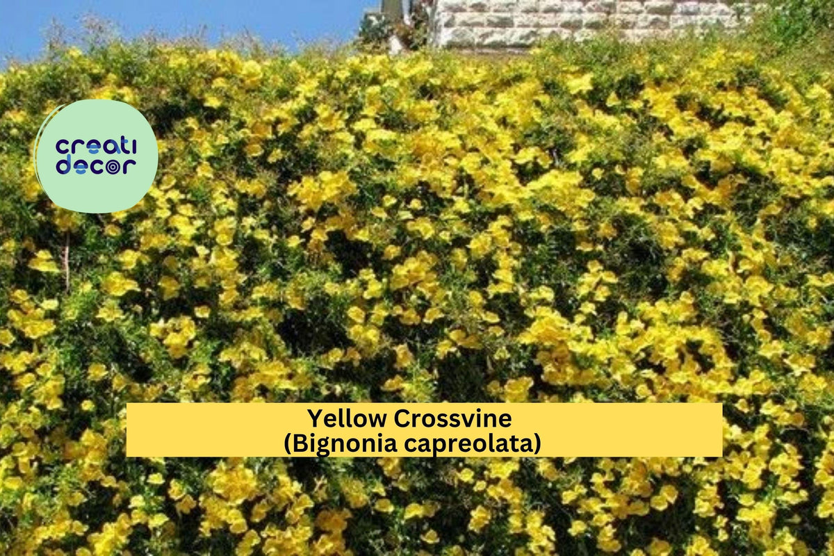 Yellow Crossvine Starter Plant – Bignonia capreolata – Climbing Vine with Golden Trumpet Flowers, Butterfly & Hummingbird Attractant